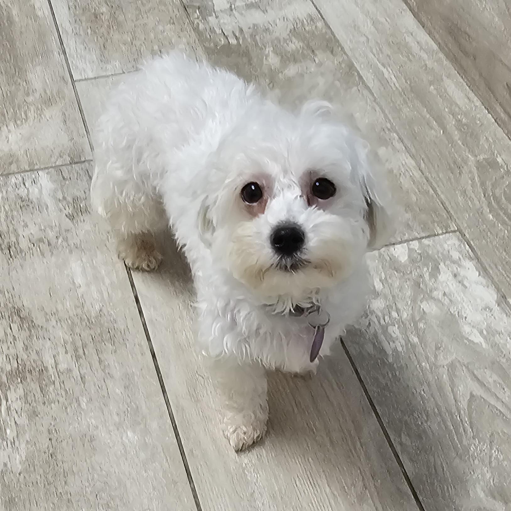 Enlarge DAISY, a Adoptable Maltese in Fenton, MI image 4/6