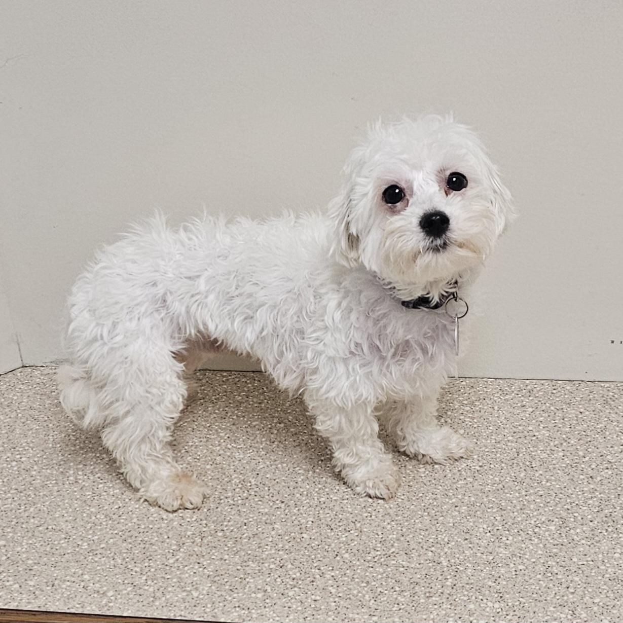 Enlarge DAISY, a Adoptable Maltese in Fenton, MI image 6/6