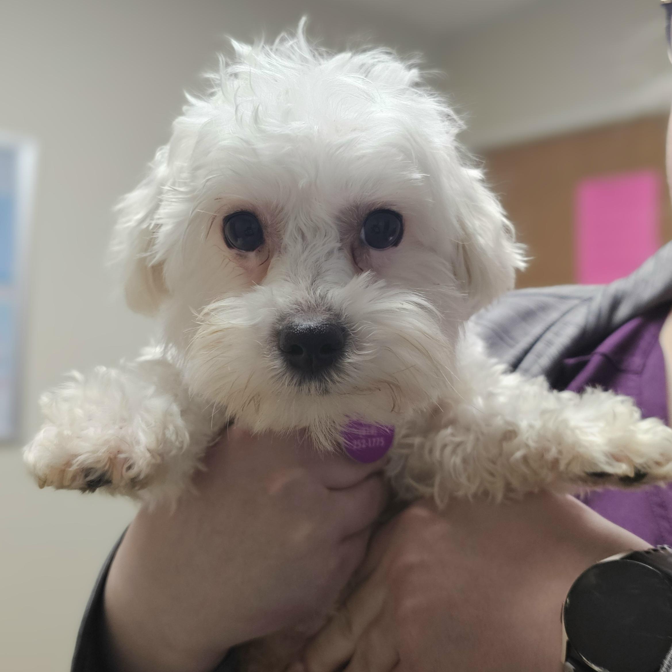 Enlarge DAISY, a Adoptable Maltese in Fenton, MI image 1/6
