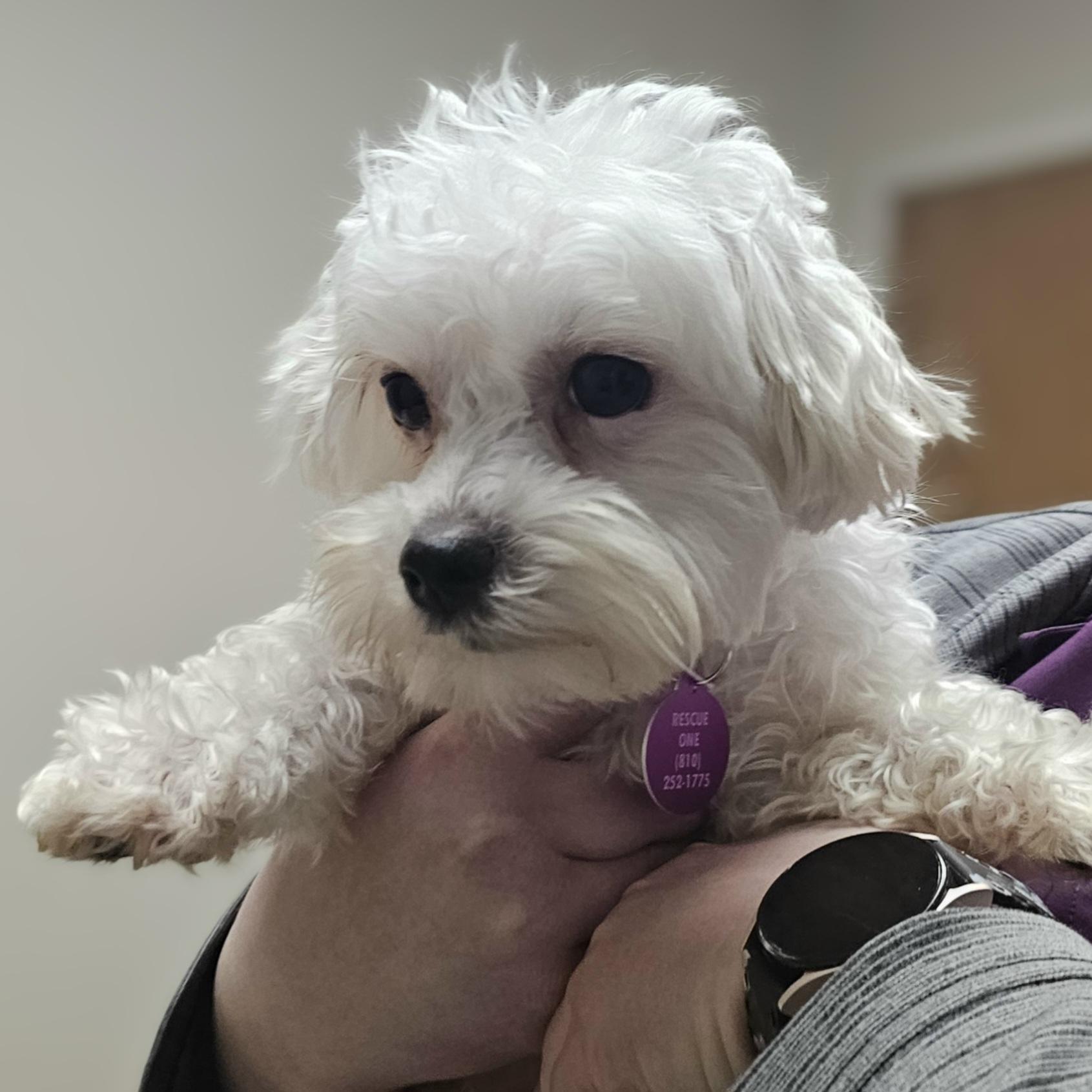 Enlarge DAISY, a Adoptable Maltese in Fenton, MI image 5/6