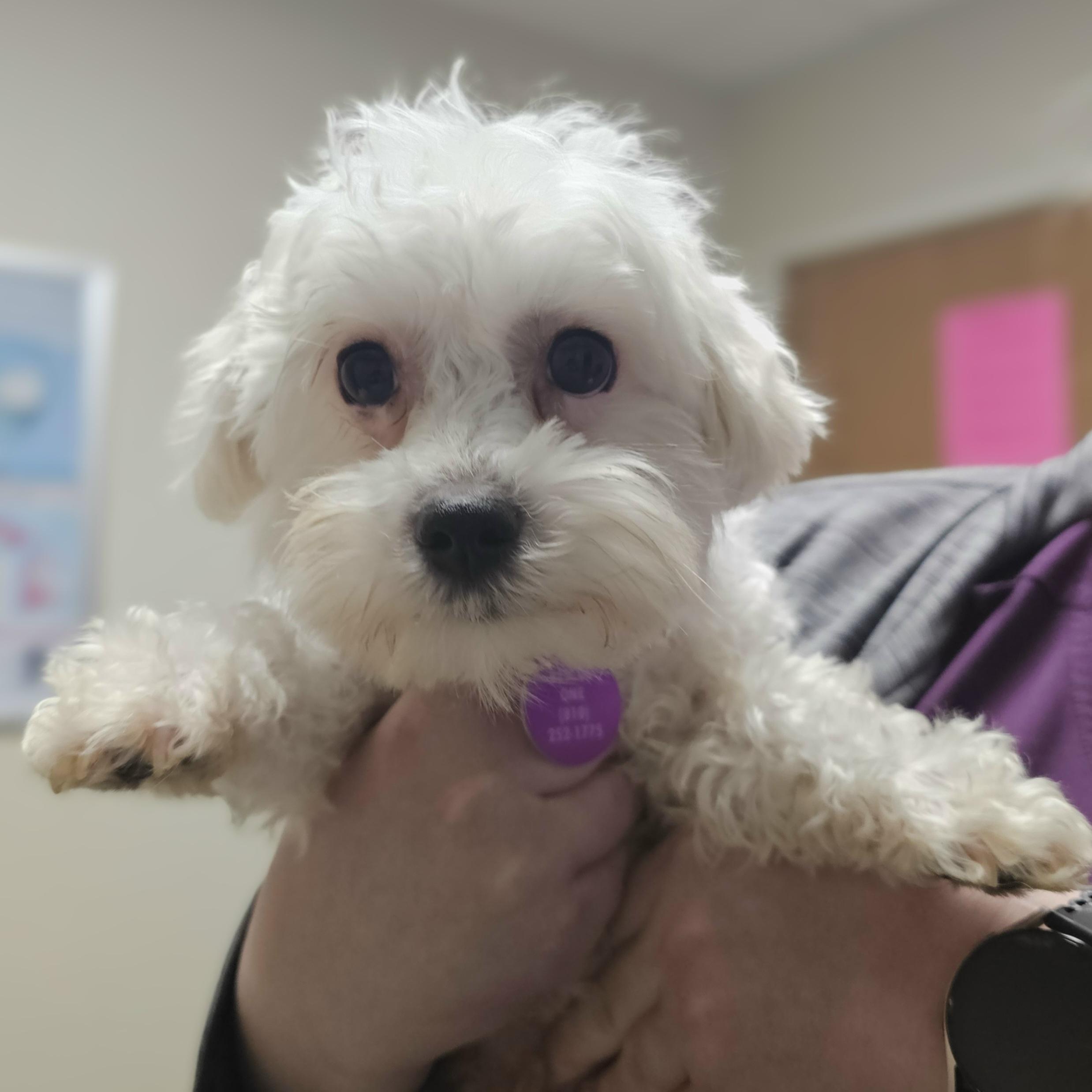 Enlarge DAISY, a Adoptable Maltese in Fenton, MI image 3/6