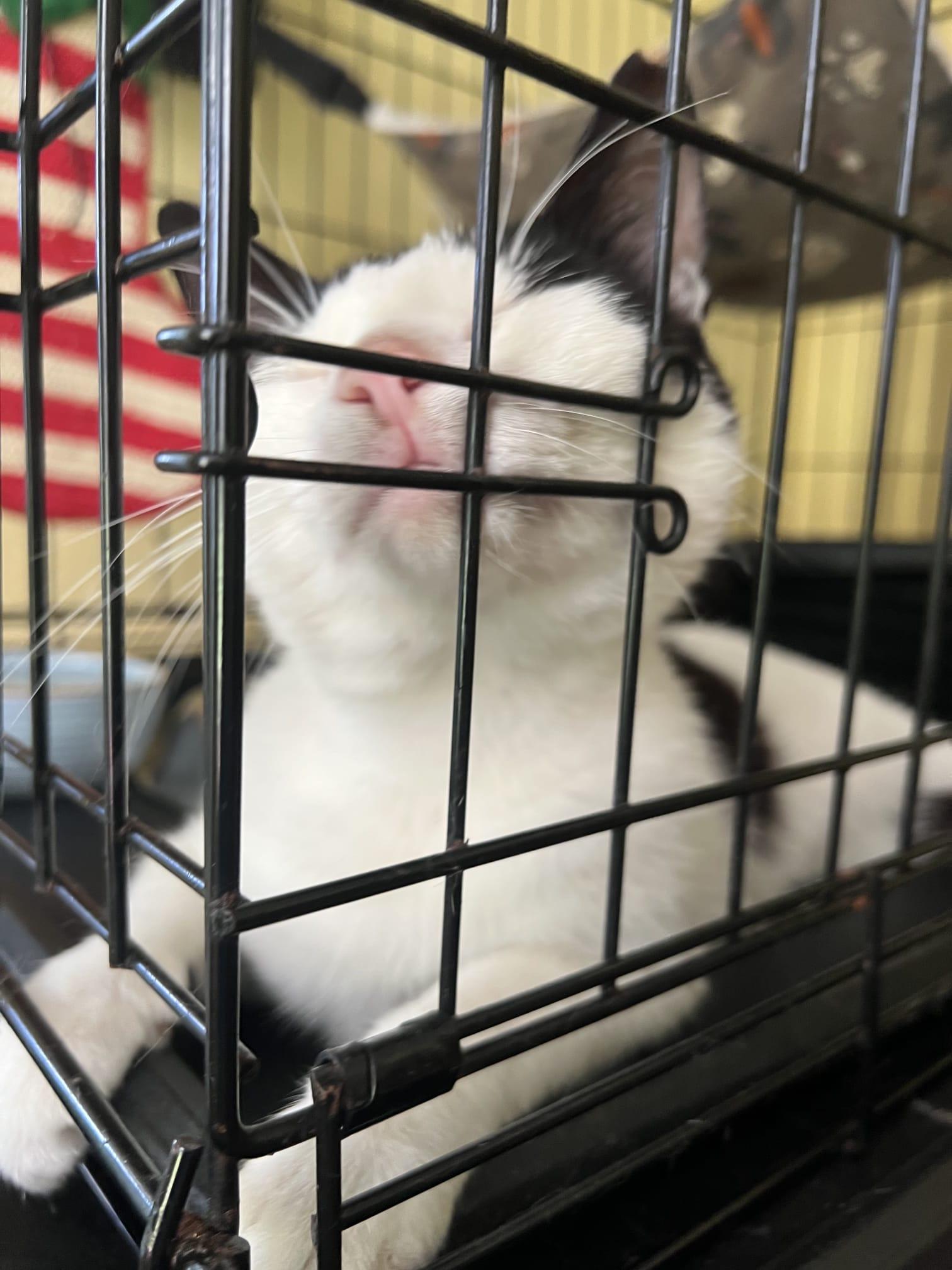 Oreo, an adopted Domestic Short Hair in Windsor Locks, CT image 4/4