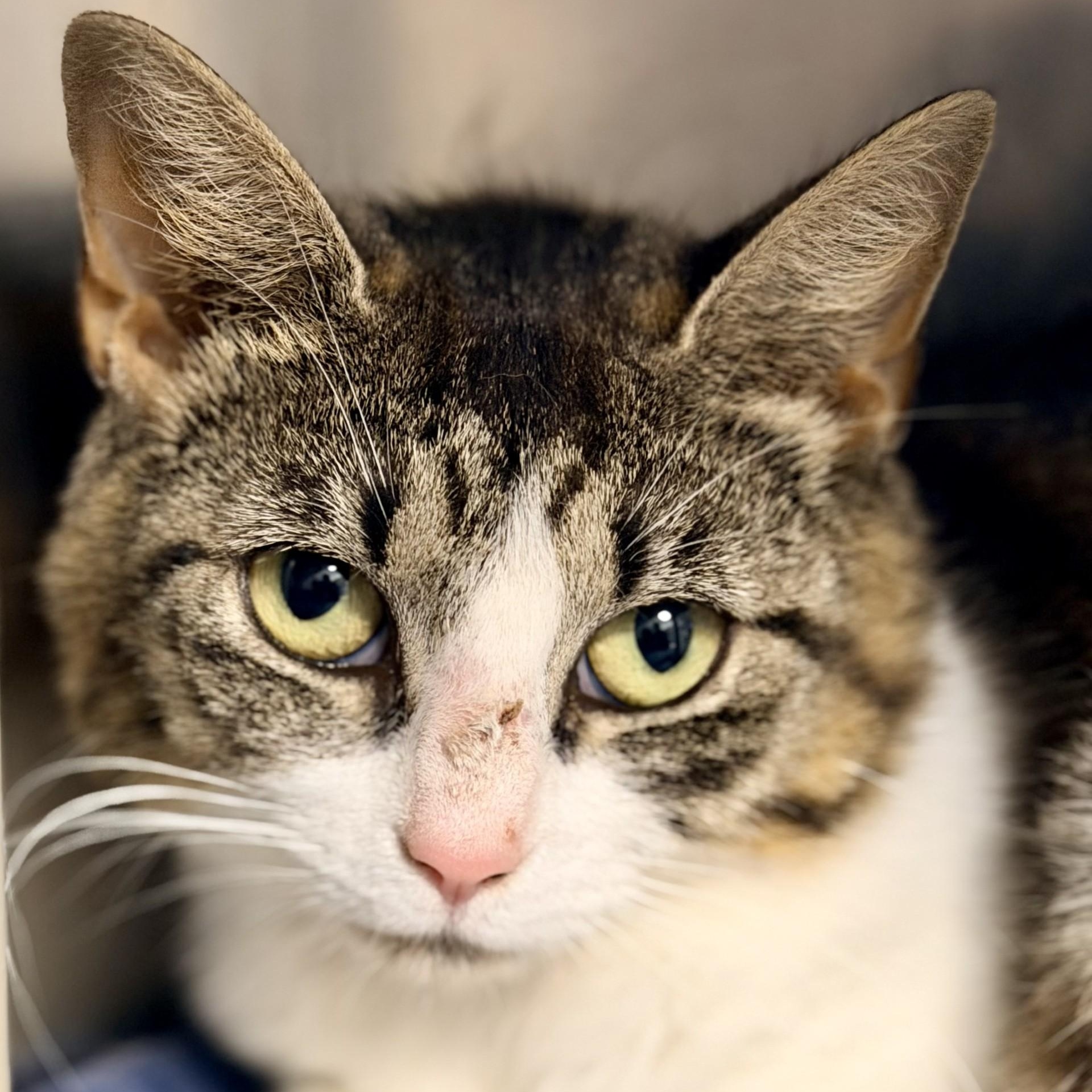 Enlarge Jane, a ADOPTABLE Domestic Short Hair in Manahawkin, NJ image 2/4