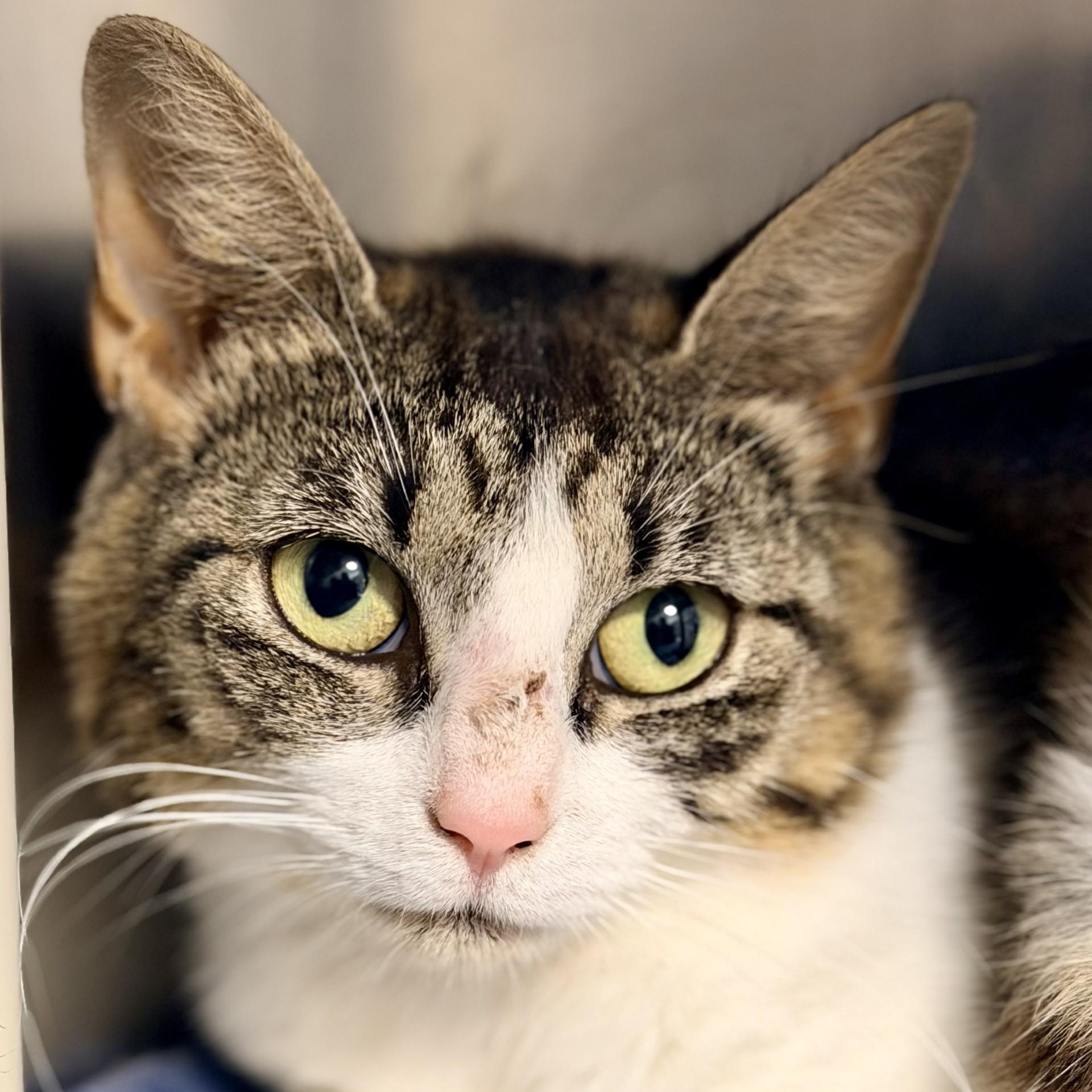 Enlarge Jane, a ADOPTABLE Domestic Short Hair in Manahawkin, NJ image 1/4