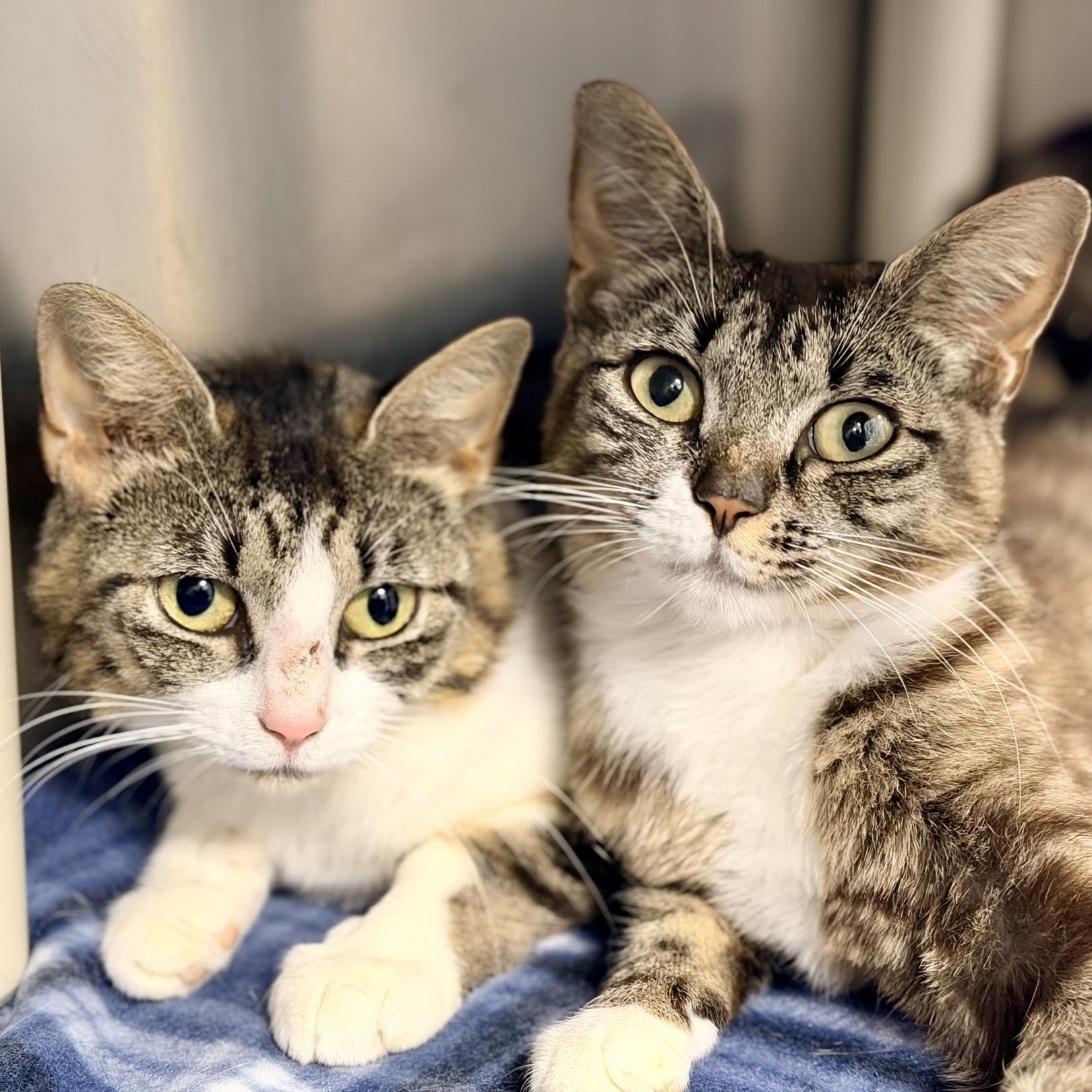 Enlarge Jane, a ADOPTABLE Domestic Short Hair in Manahawkin, NJ image 4/4