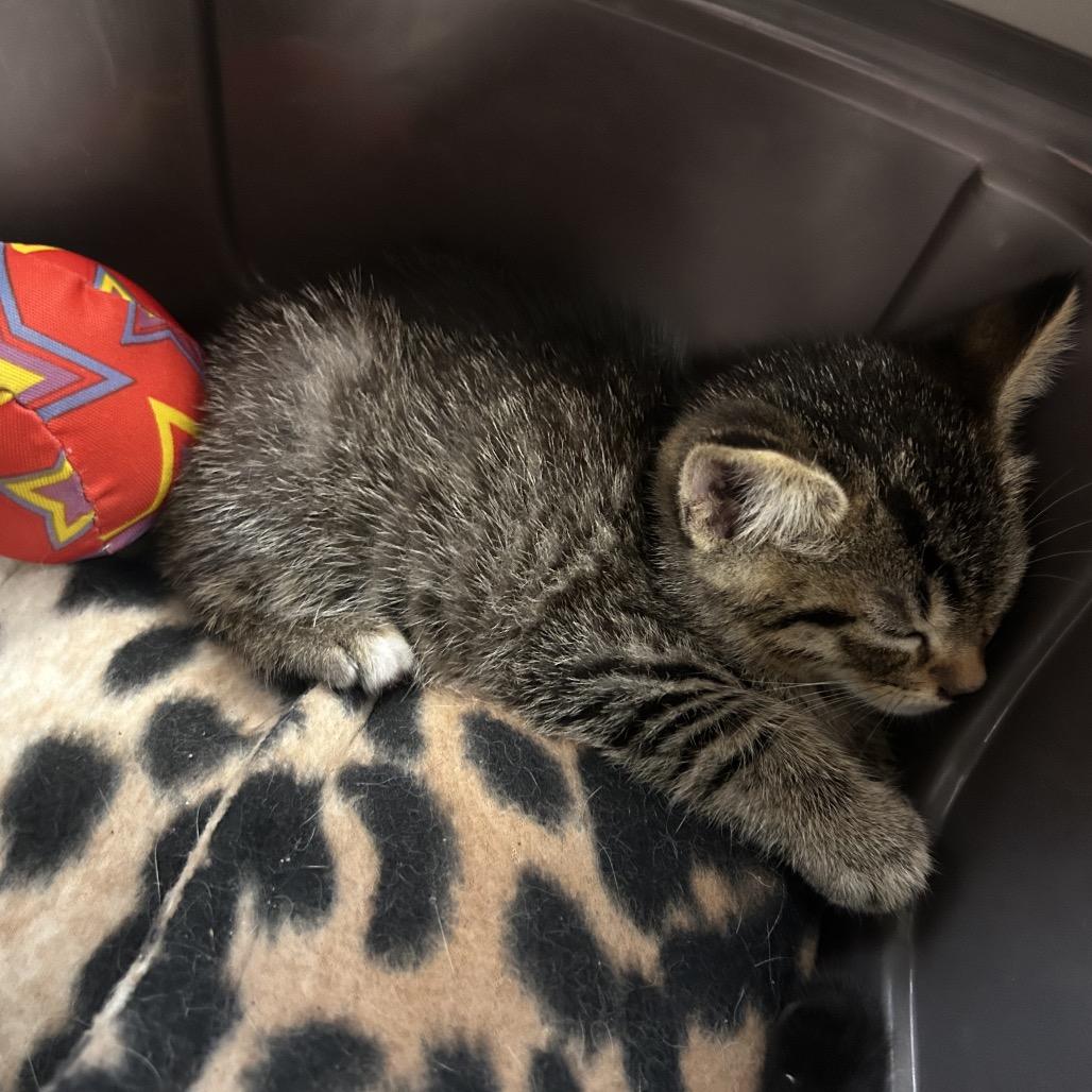 Jalapeno, Adoptable, Kitten Male Domestic Short Hair.