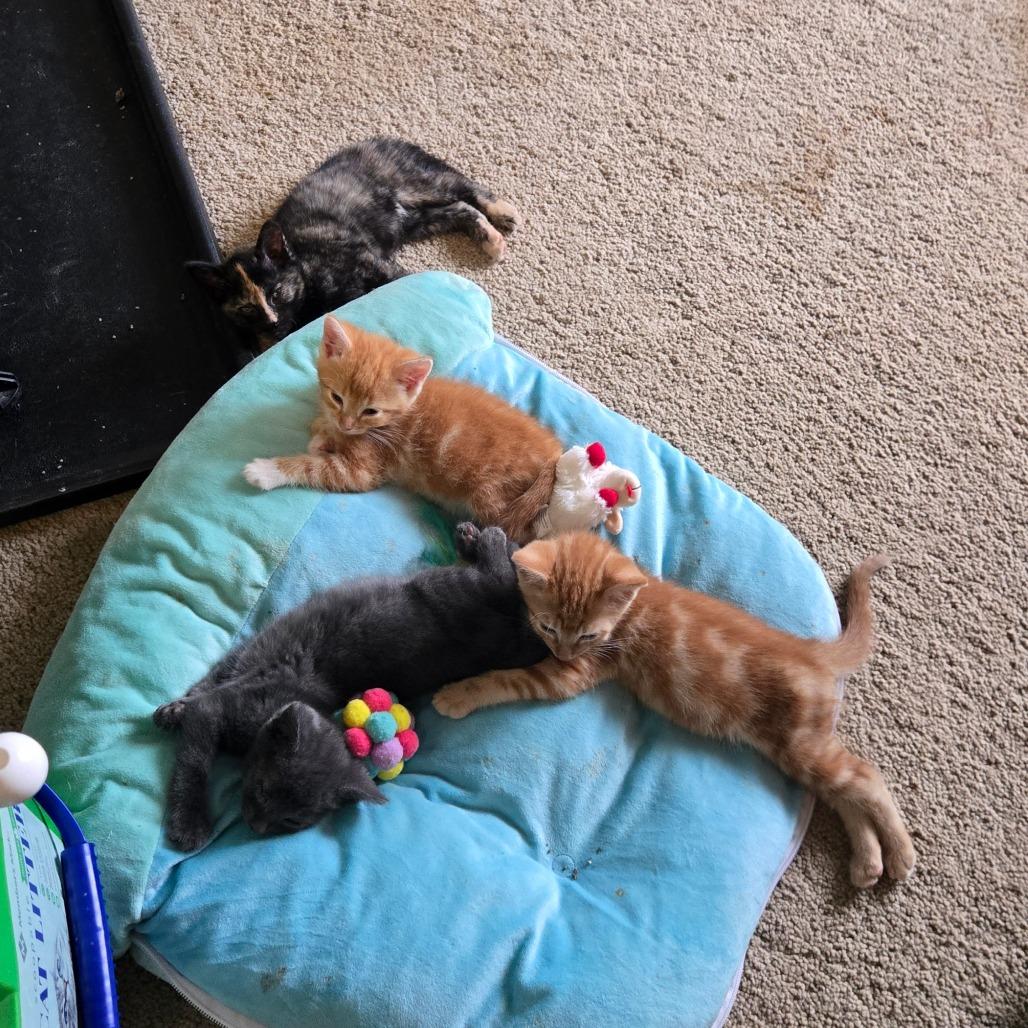 Enlarge Kitten 4, a Adoptable mixed breed in Southington, OH image 1/4
