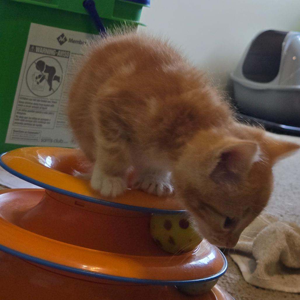 Enlarge Kitten 4, a Adoptable mixed breed in Southington, OH image 2/4