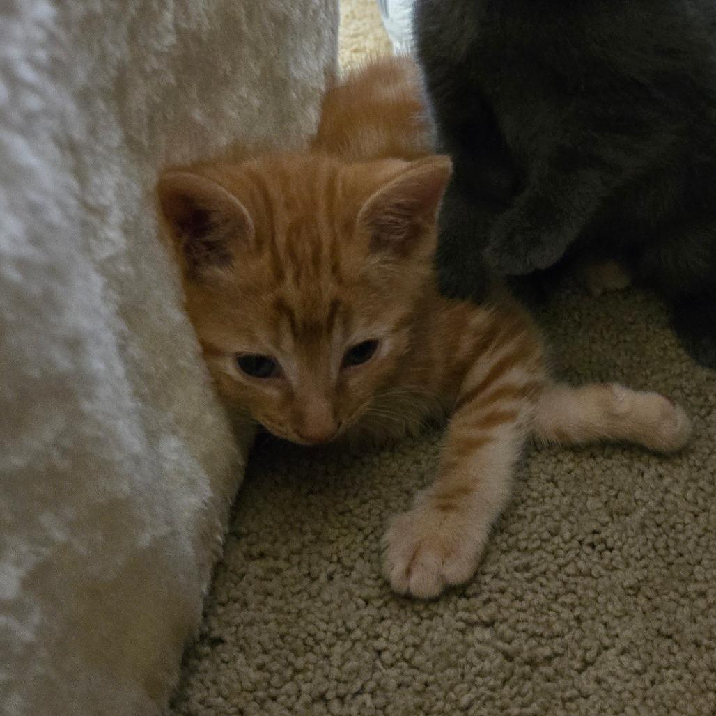 Enlarge Kitten 4, a Adoptable mixed breed in Southington, OH image 3/4