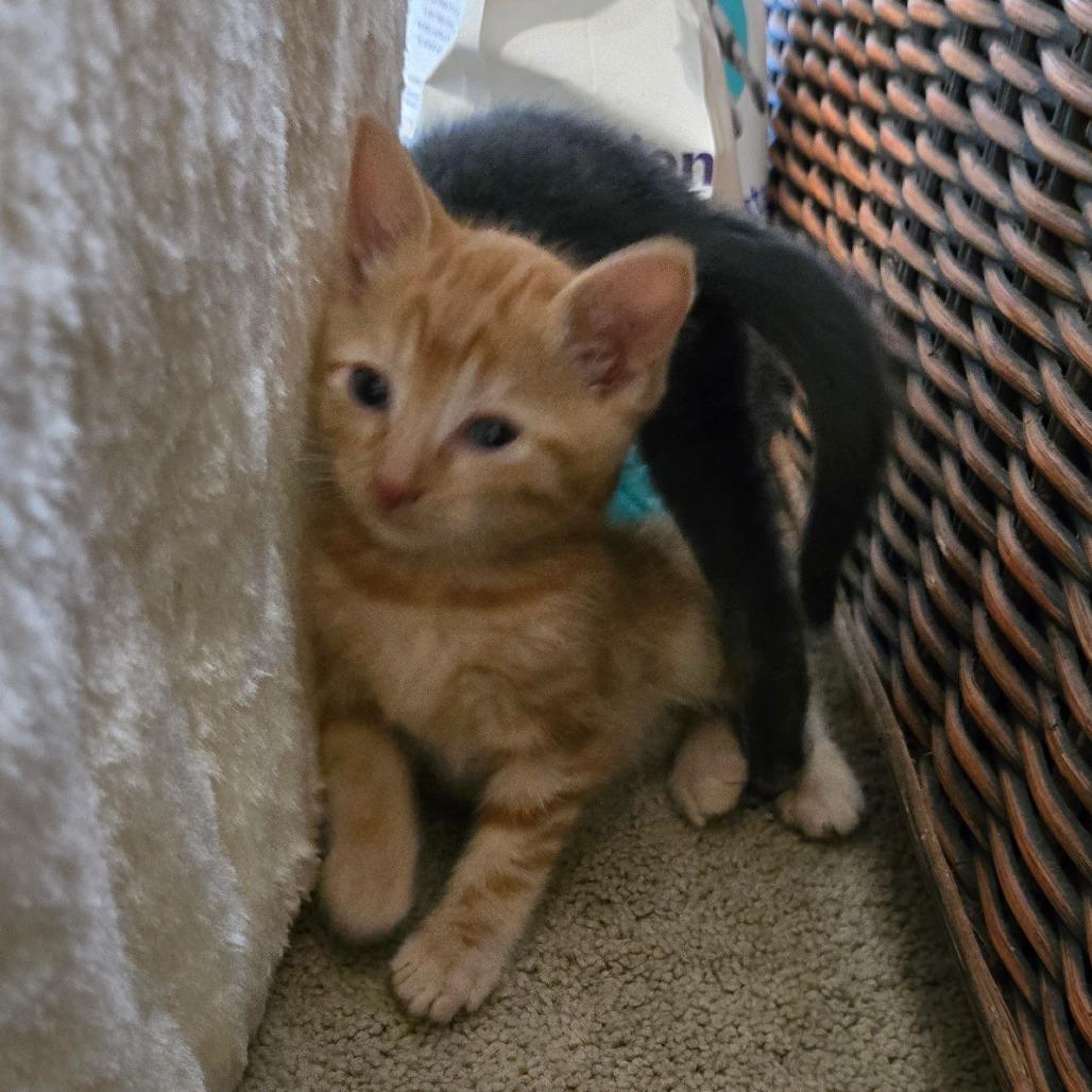 Enlarge Kitten 4, a Adoptable mixed breed in Southington, OH image 4/4