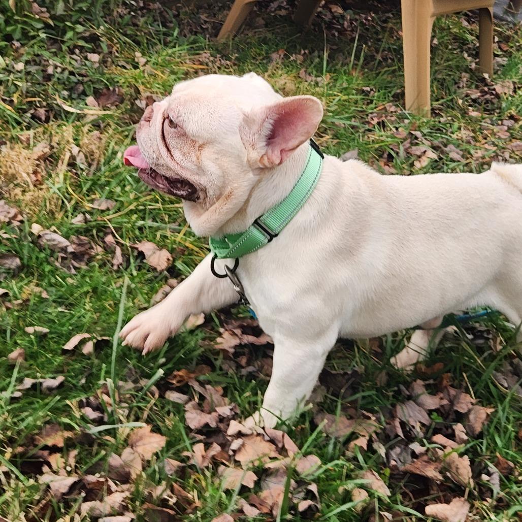 Comet, Adoptable, Adult Male French Bulldog.