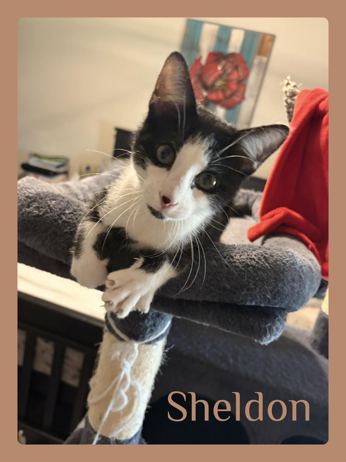SHELDON, Adoptable, Kitten Male Tabby.