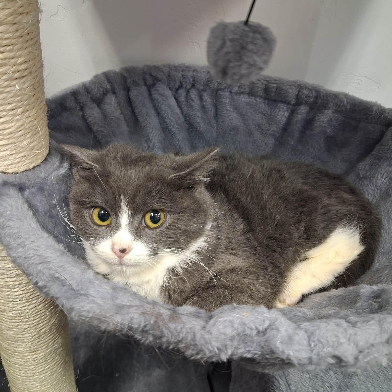 Beeza, ADOPTABLE, Young Female Domestic Short Hair.