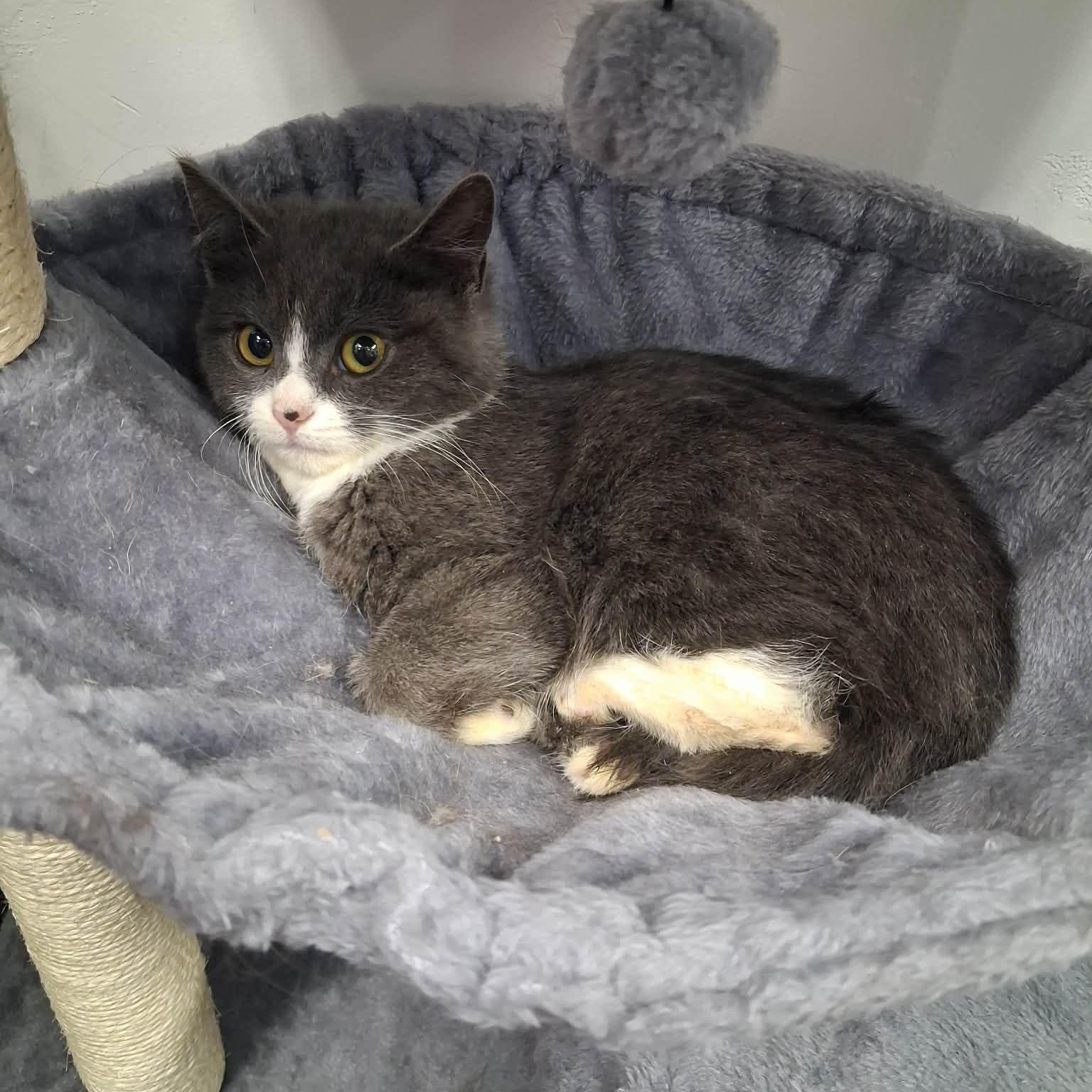 Beeza, a ADOPTABLE Domestic Short Hair in Roosevelt, UT image 2/3