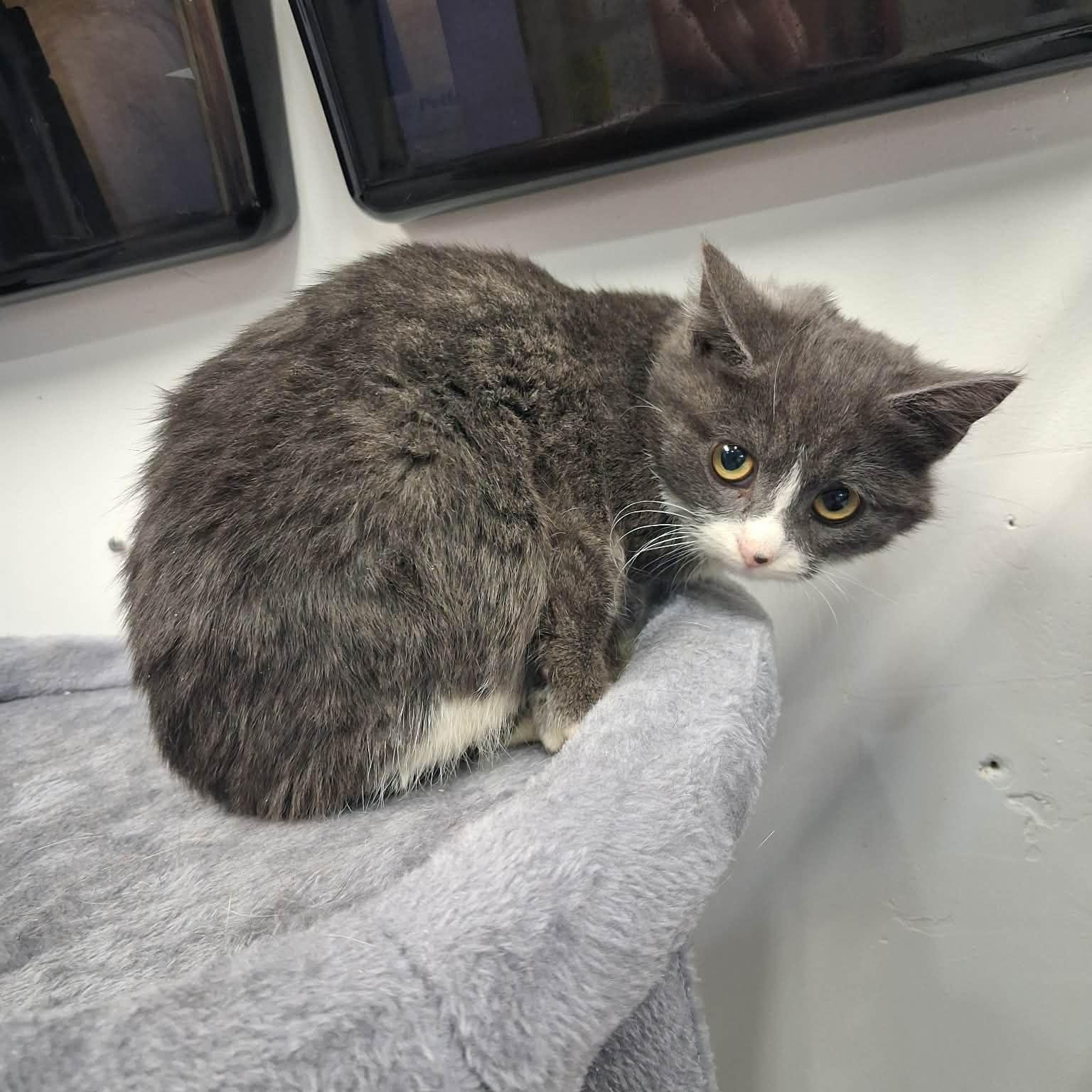 Beeza, a ADOPTABLE Domestic Short Hair in Roosevelt, UT image 3/3