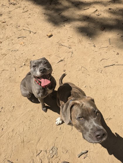 Ares, a Adoptable mixed breed in Silver Spring, MD image 1/2