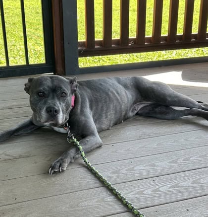 Ares, a Adoptable mixed breed in Silver Spring, MD image 2/2