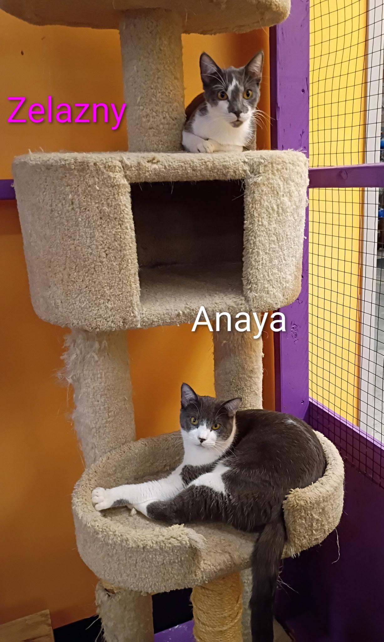 Anaya, a ADOPTABLE American Shorthair in Albuquerque, NM image 2/4