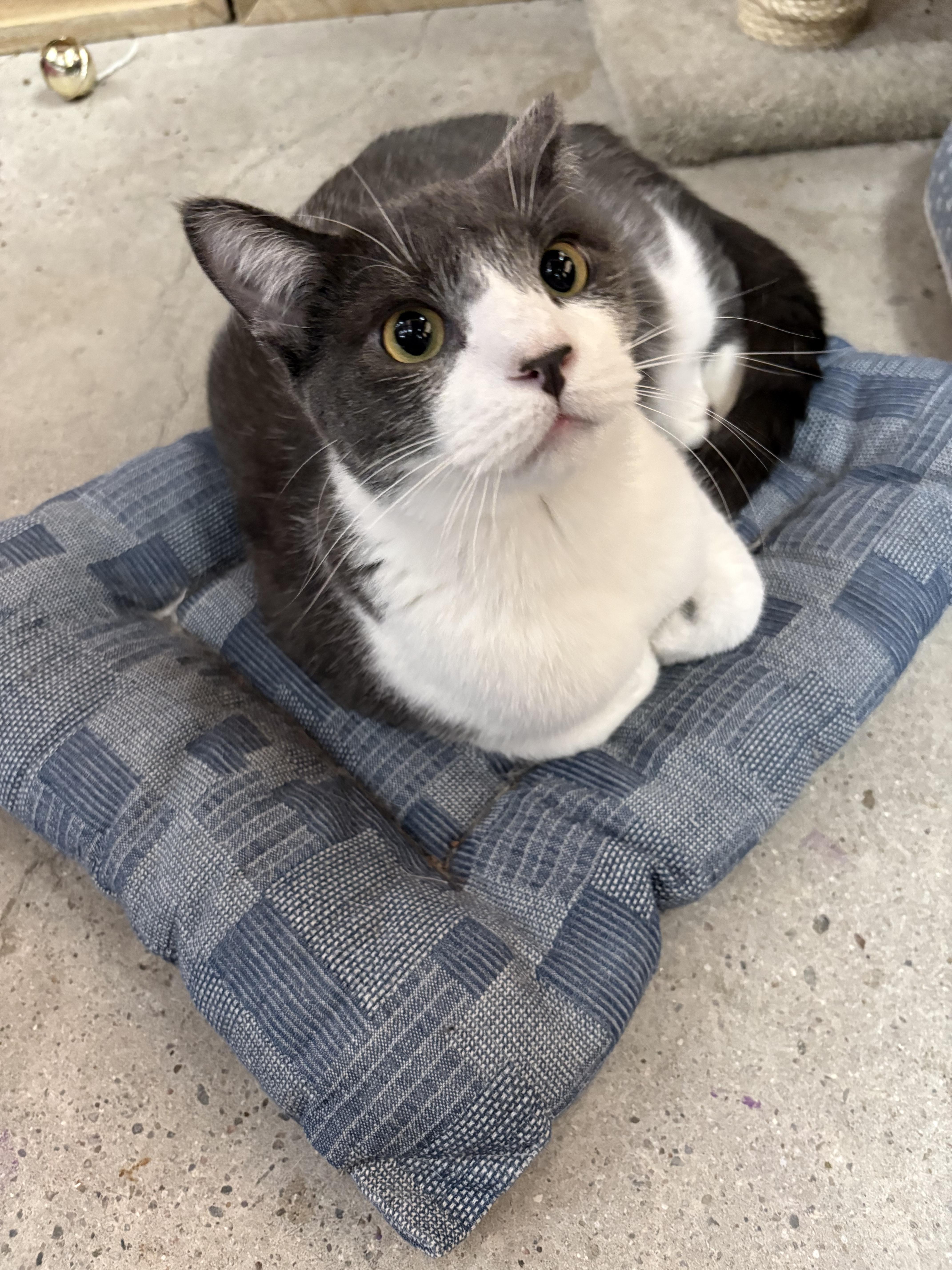 Anaya, ADOPTABLE, Adult Male American Shorthair.