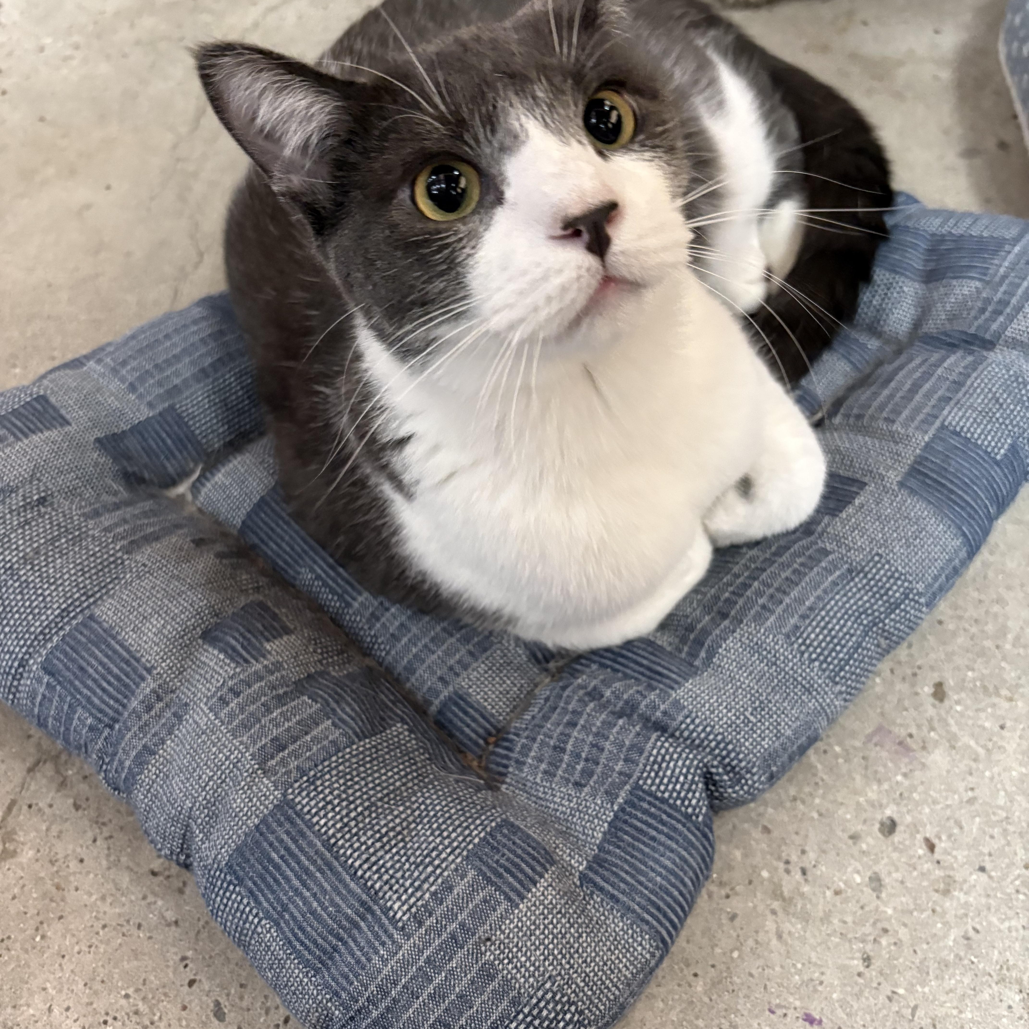 Enlarge Anaya, a ADOPTABLE mixed breed in Albuquerque, NM image 1/5