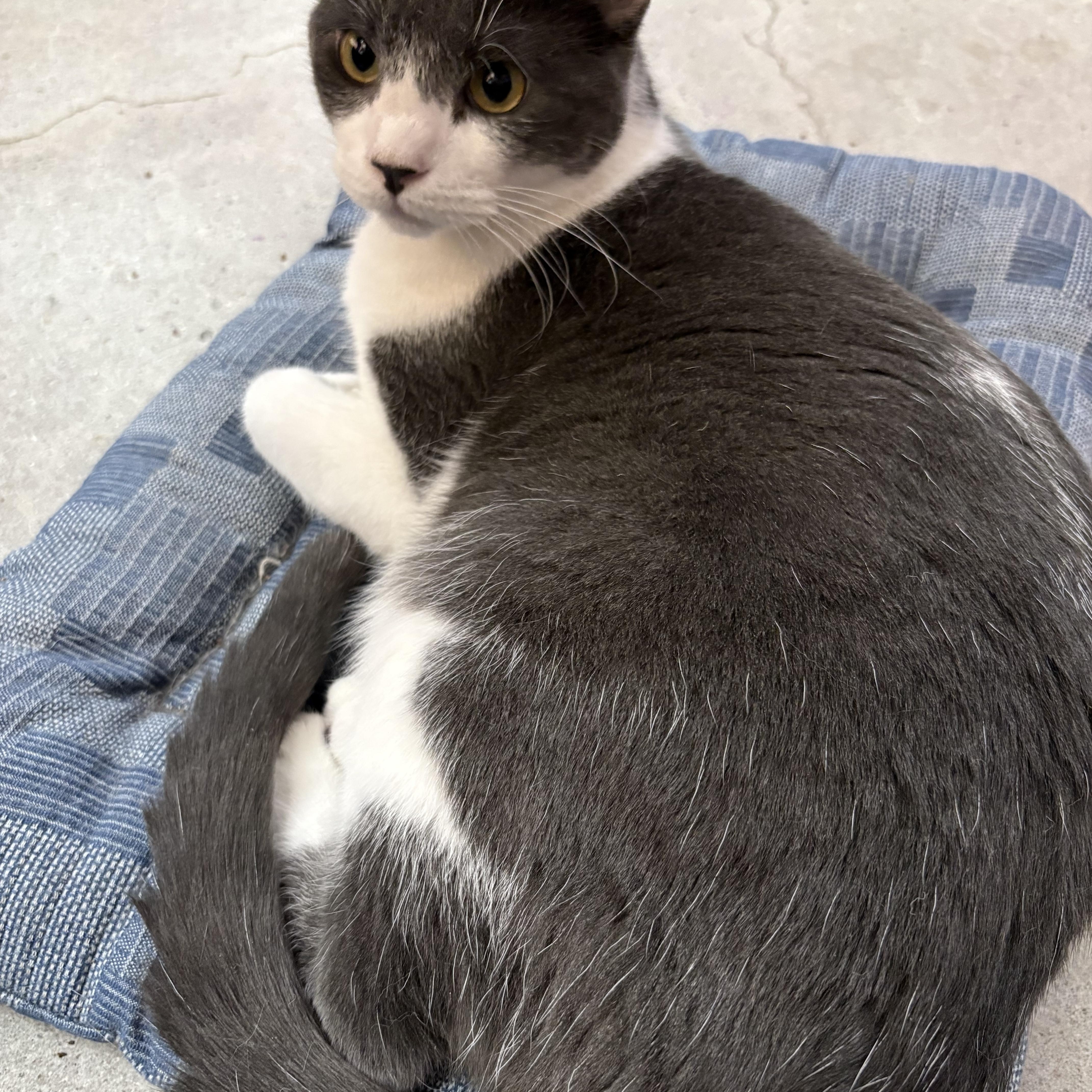 Enlarge Anaya, a ADOPTABLE mixed breed in Albuquerque, NM image 4/5