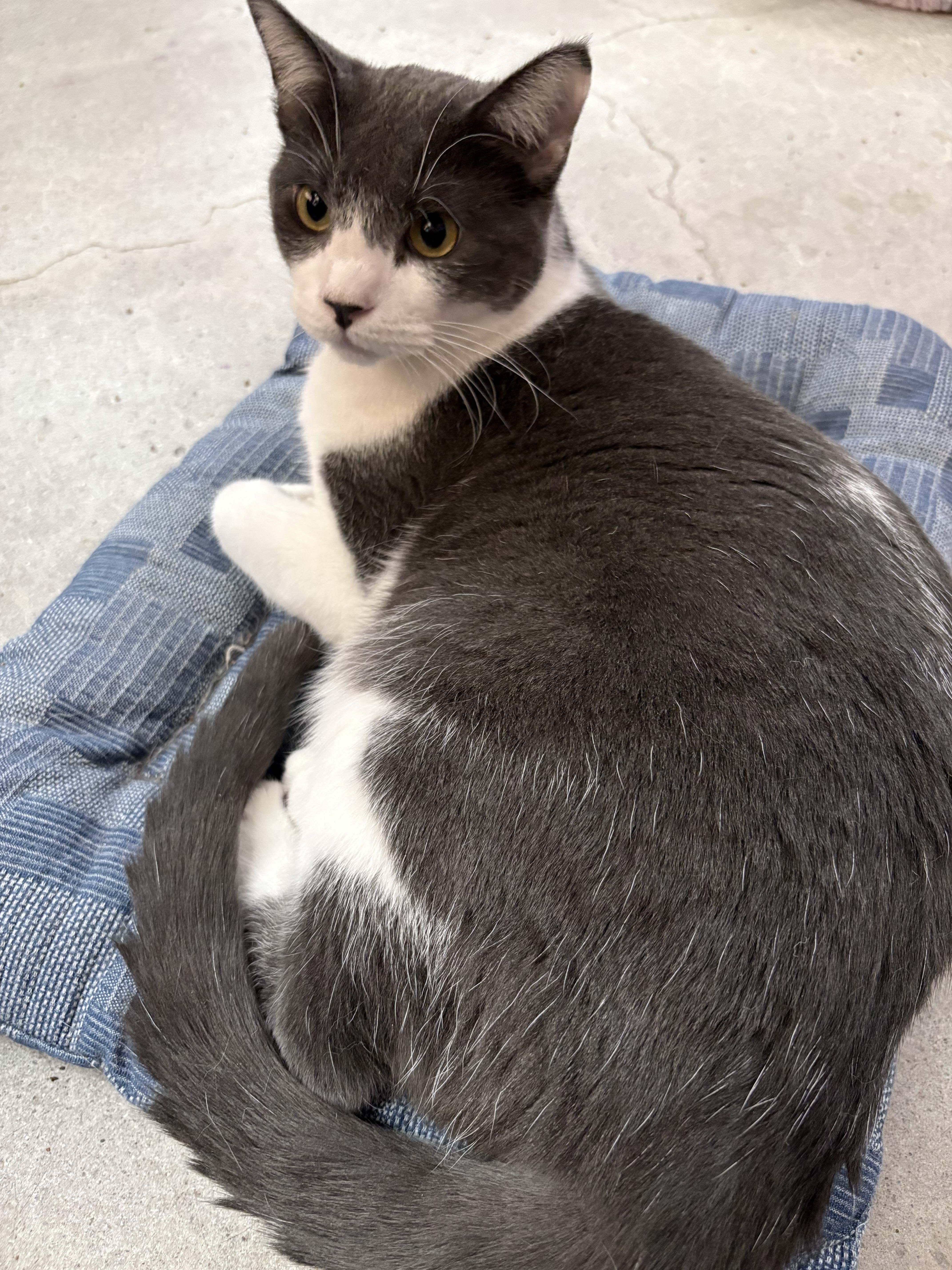 Anaya, a ADOPTABLE American Shorthair in Albuquerque, NM image 3/4