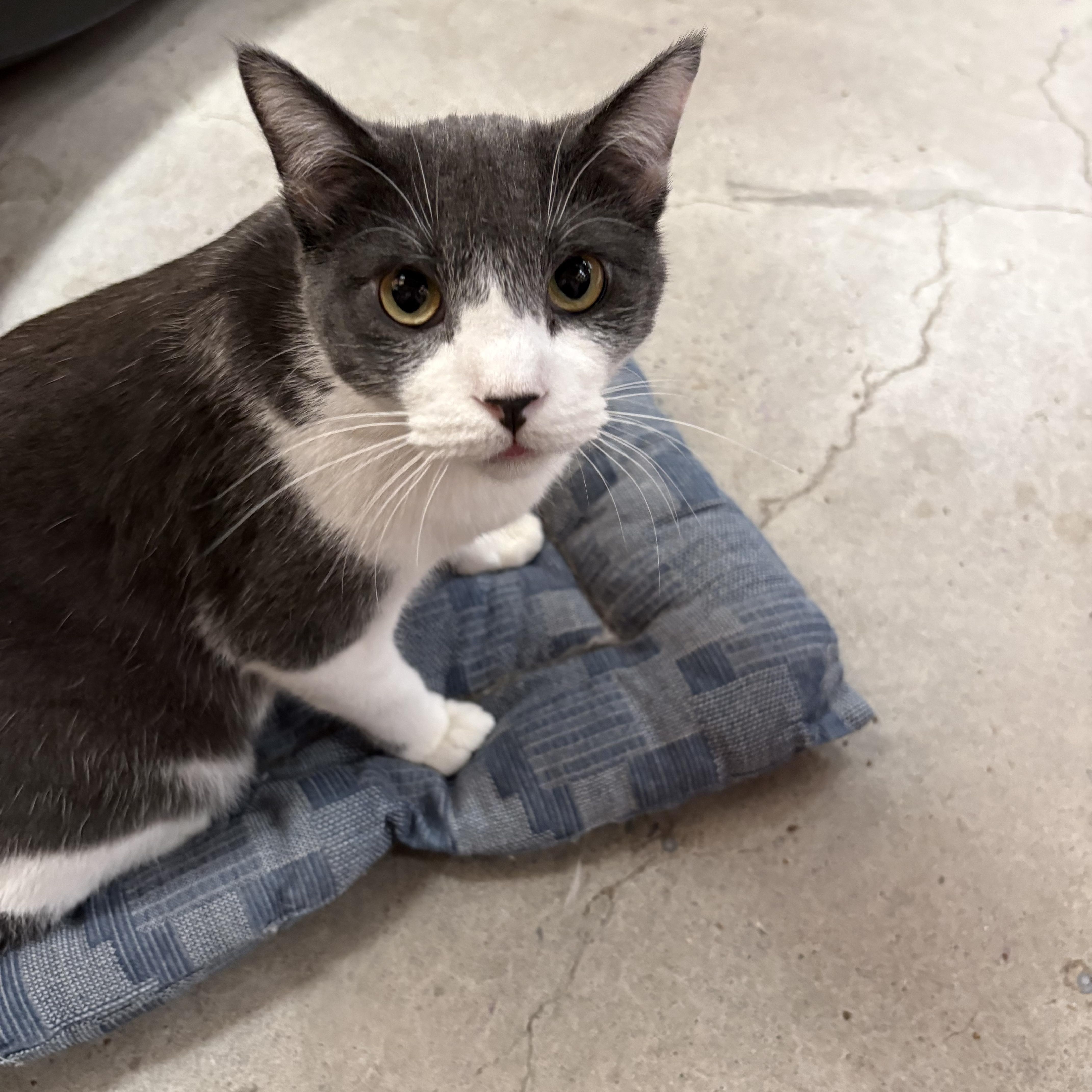 Enlarge Anaya, a ADOPTABLE mixed breed in Albuquerque, NM image 2/5