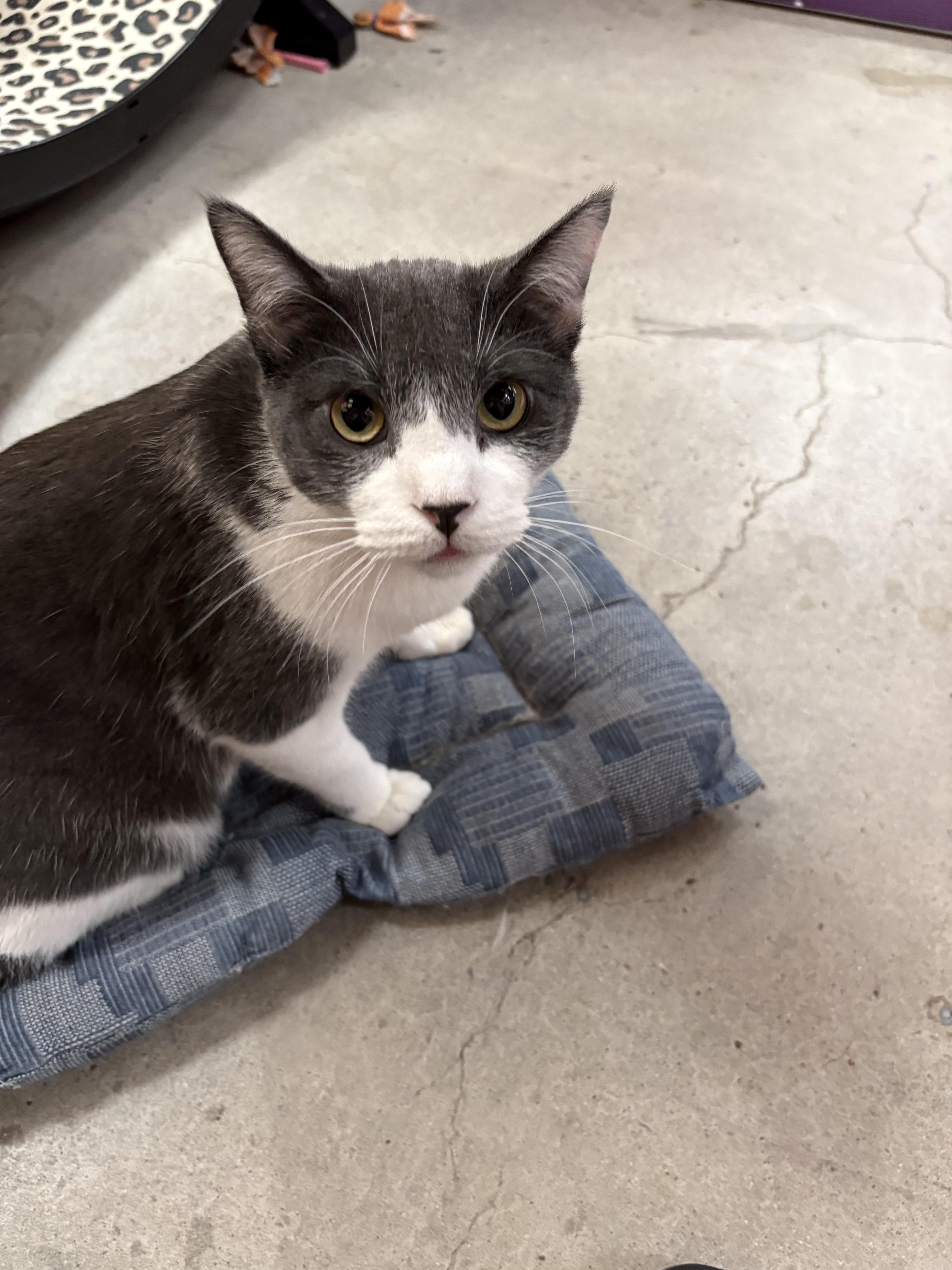 Anaya, a ADOPTABLE American Shorthair in Albuquerque, NM image 4/4
