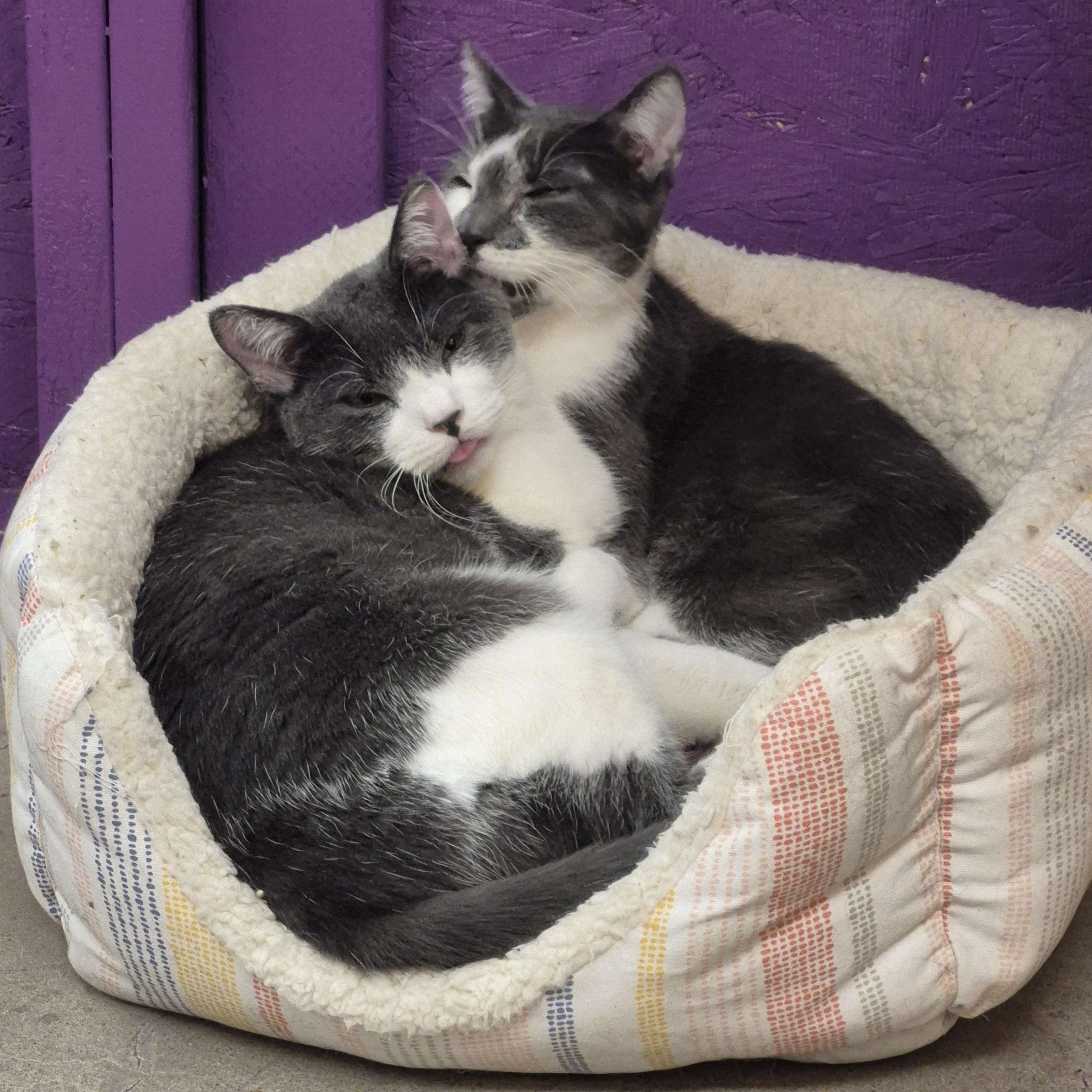 Enlarge Anaya, a ADOPTABLE mixed breed in Albuquerque, NM image 5/5