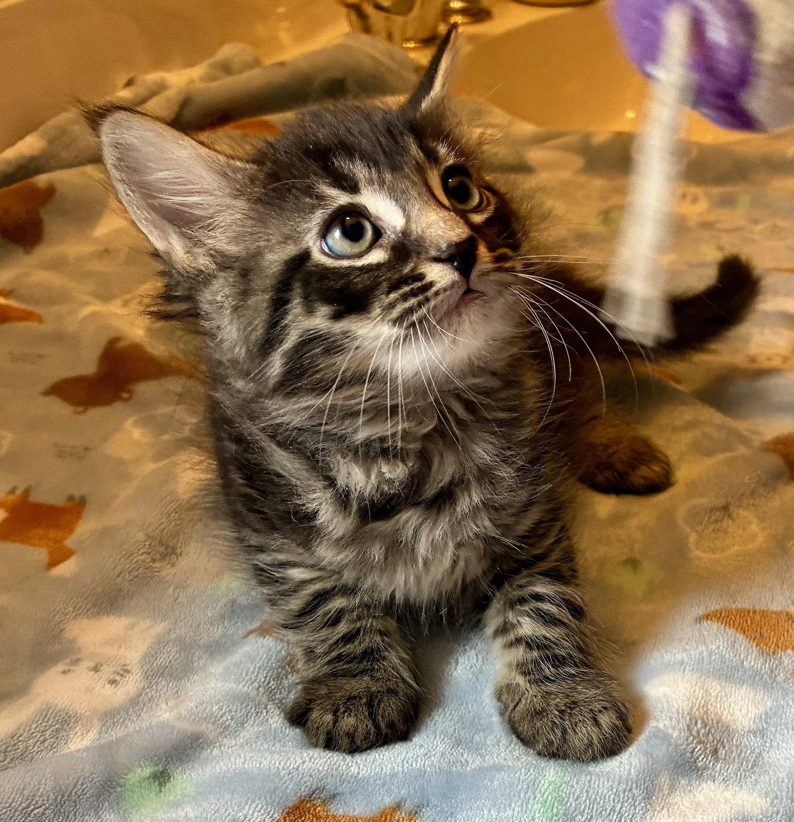 Europa, Adopted, Kitten Male Domestic Long Hair & Maine Coon.