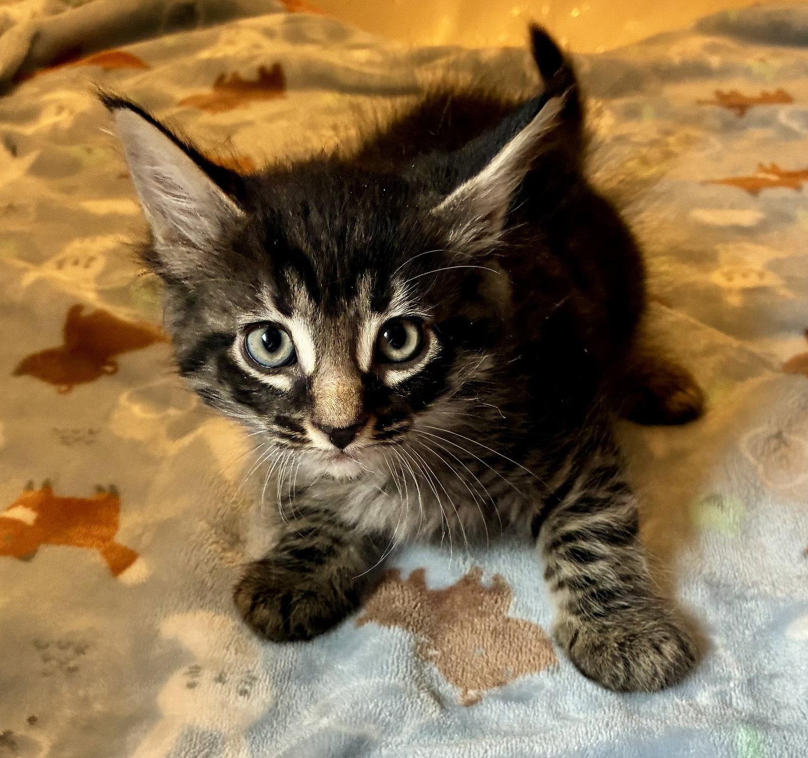Europa, a Adopted mixed breed in Lexington, SC image 2/3