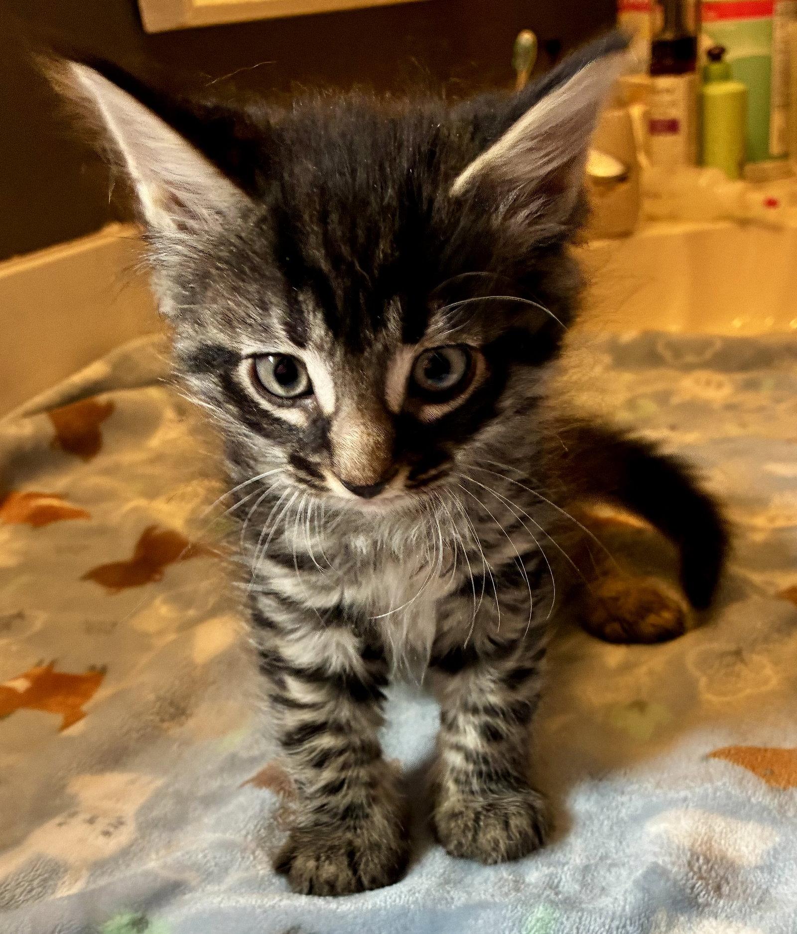 Europa, a Adopted mixed breed in Lexington, SC image 3/3