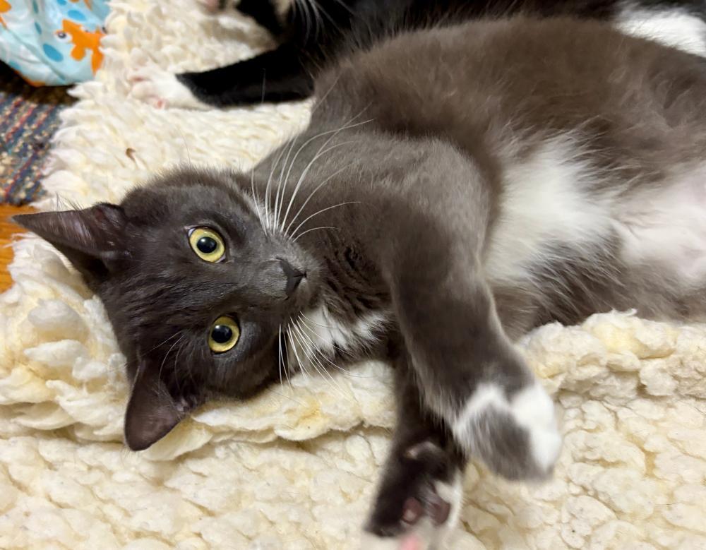 Enlarge Milo, a Adoptable Domestic Medium Hair in Palo Alto, CA image 3/3