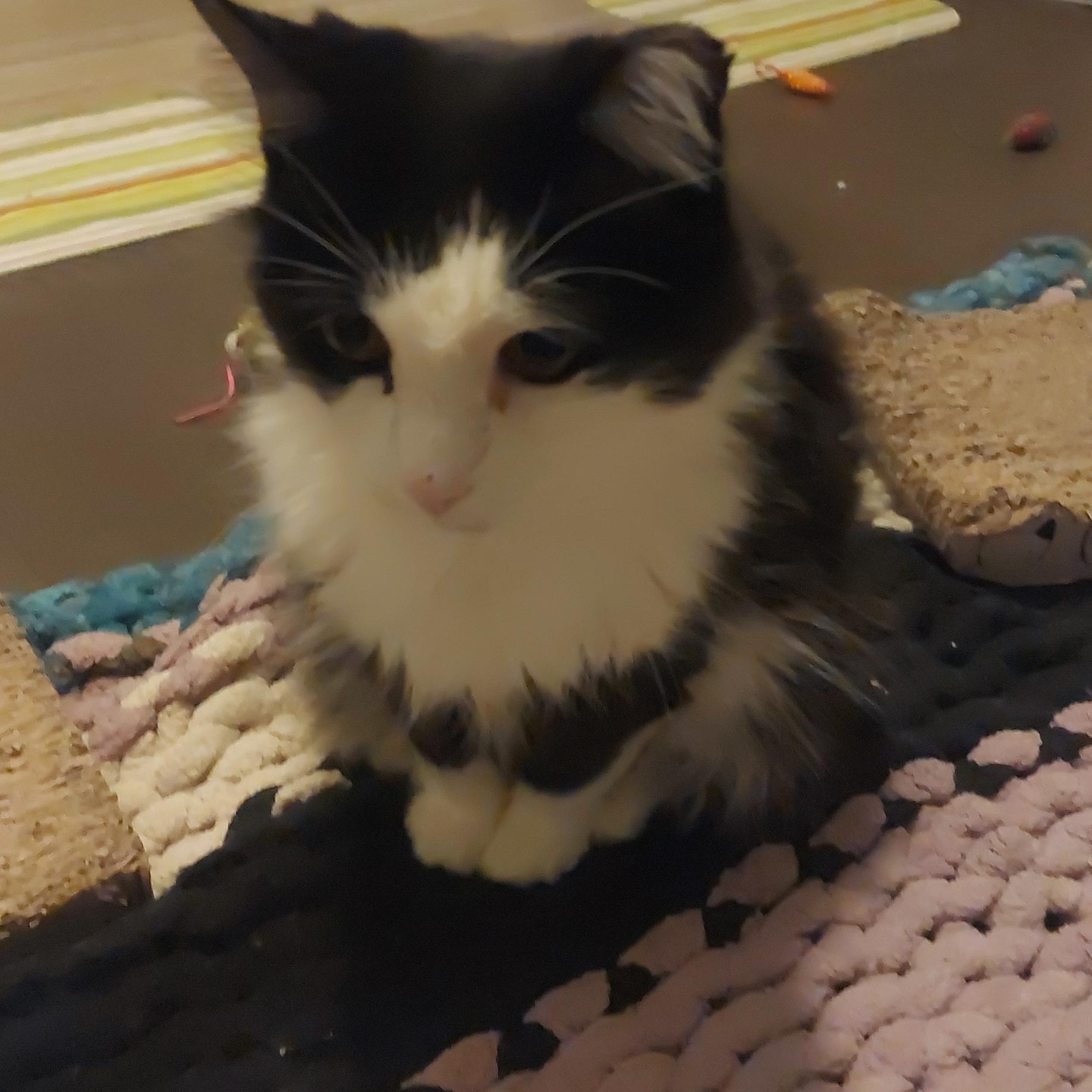 Enlarge Breeze, a Adoptable Domestic Long Hair in Shakespeare, ON image 1/6