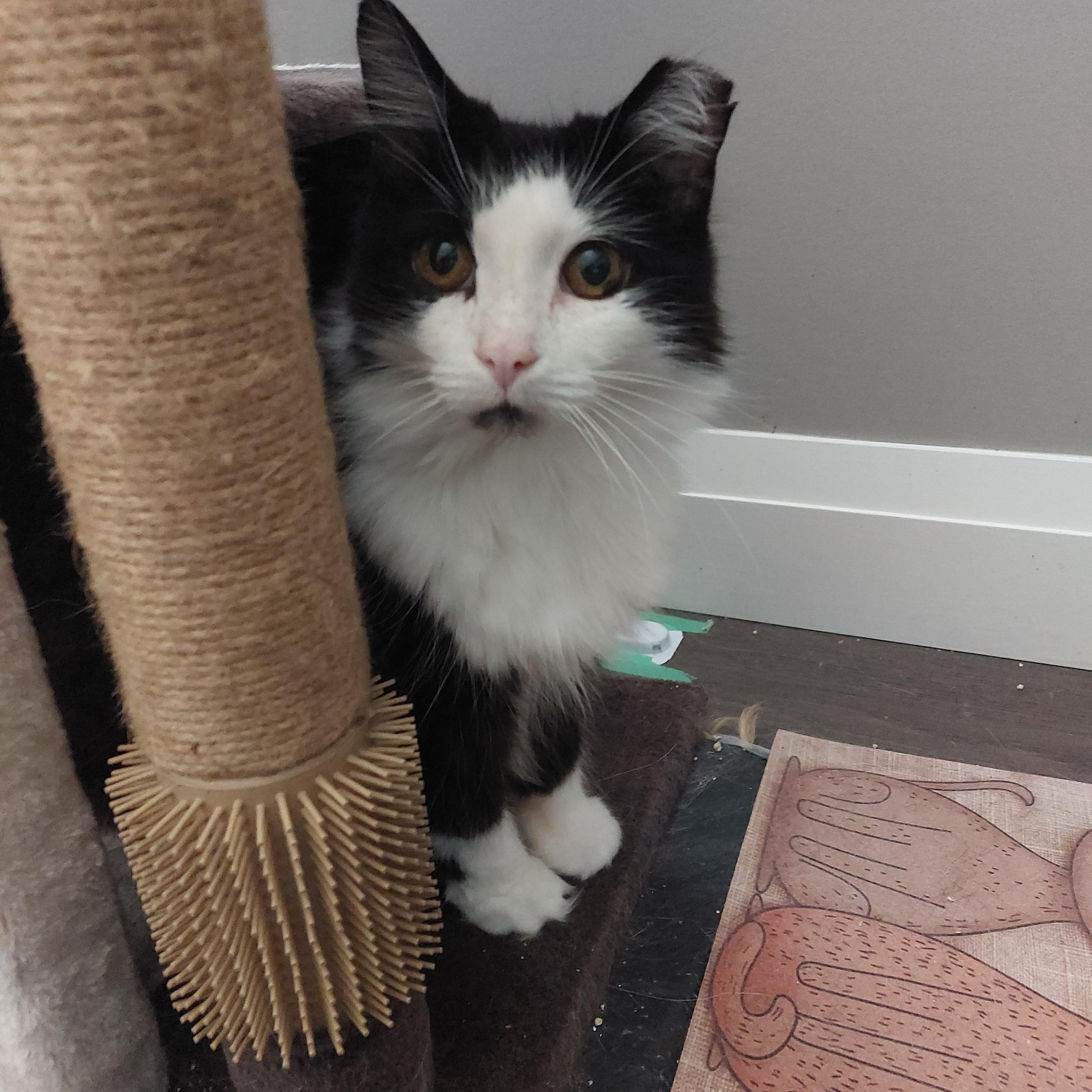 Breeze, a Adoptable Domestic Long Hair in Shakespeare, ON image 1/5