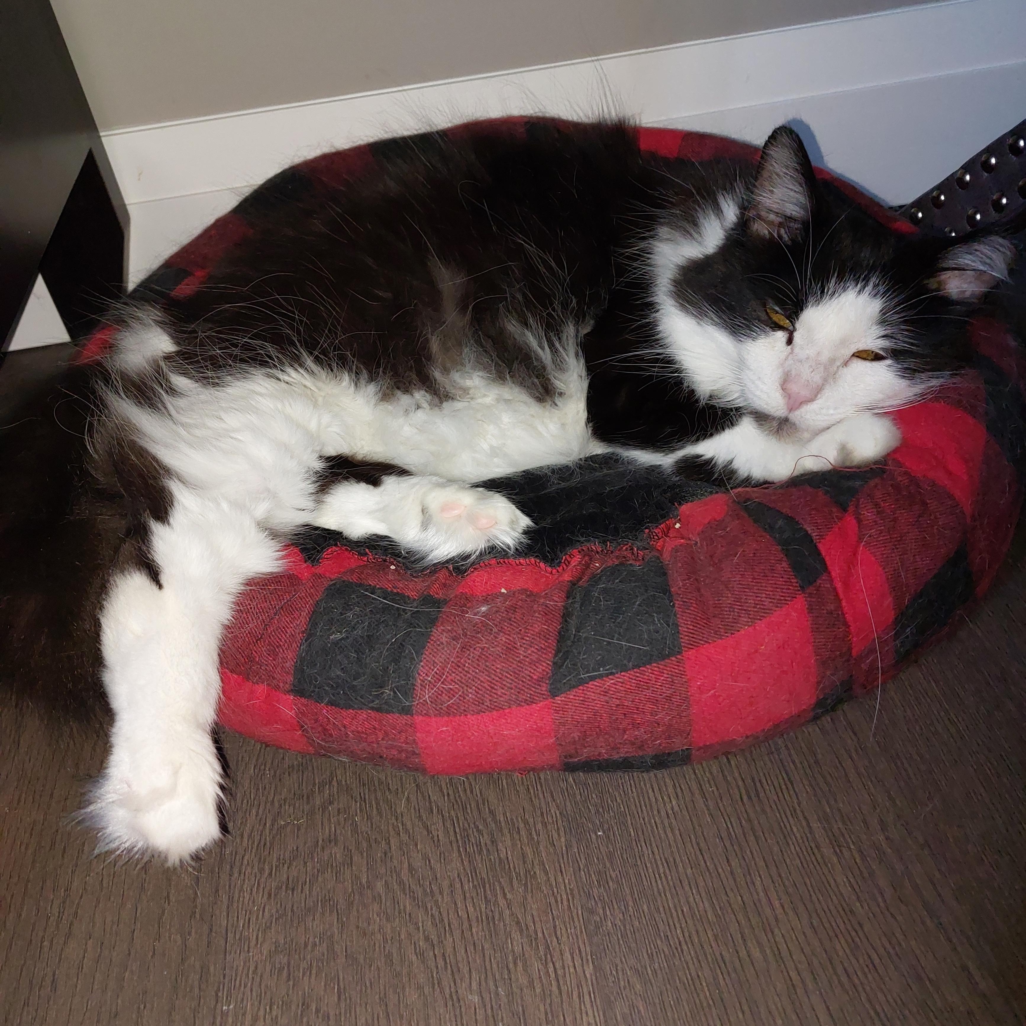 Breeze, a Adoptable Domestic Long Hair in Shakespeare, ON image 4/5