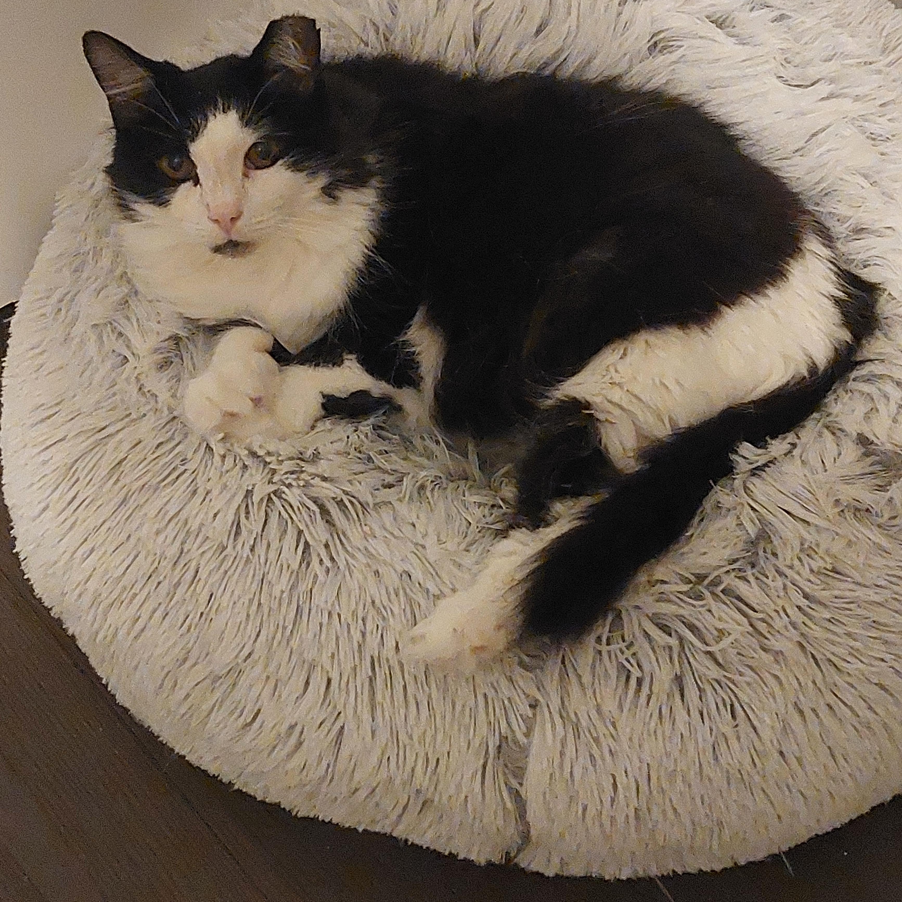 Breeze, a Adoptable Domestic Long Hair in Shakespeare, ON image 2/5