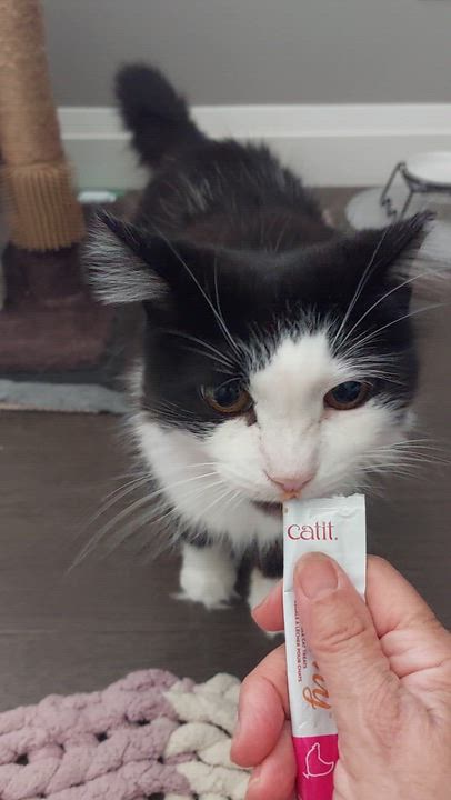 Enlarge Breeze, a Adoptable Domestic Long Hair in Shakespeare, ON video 3/5