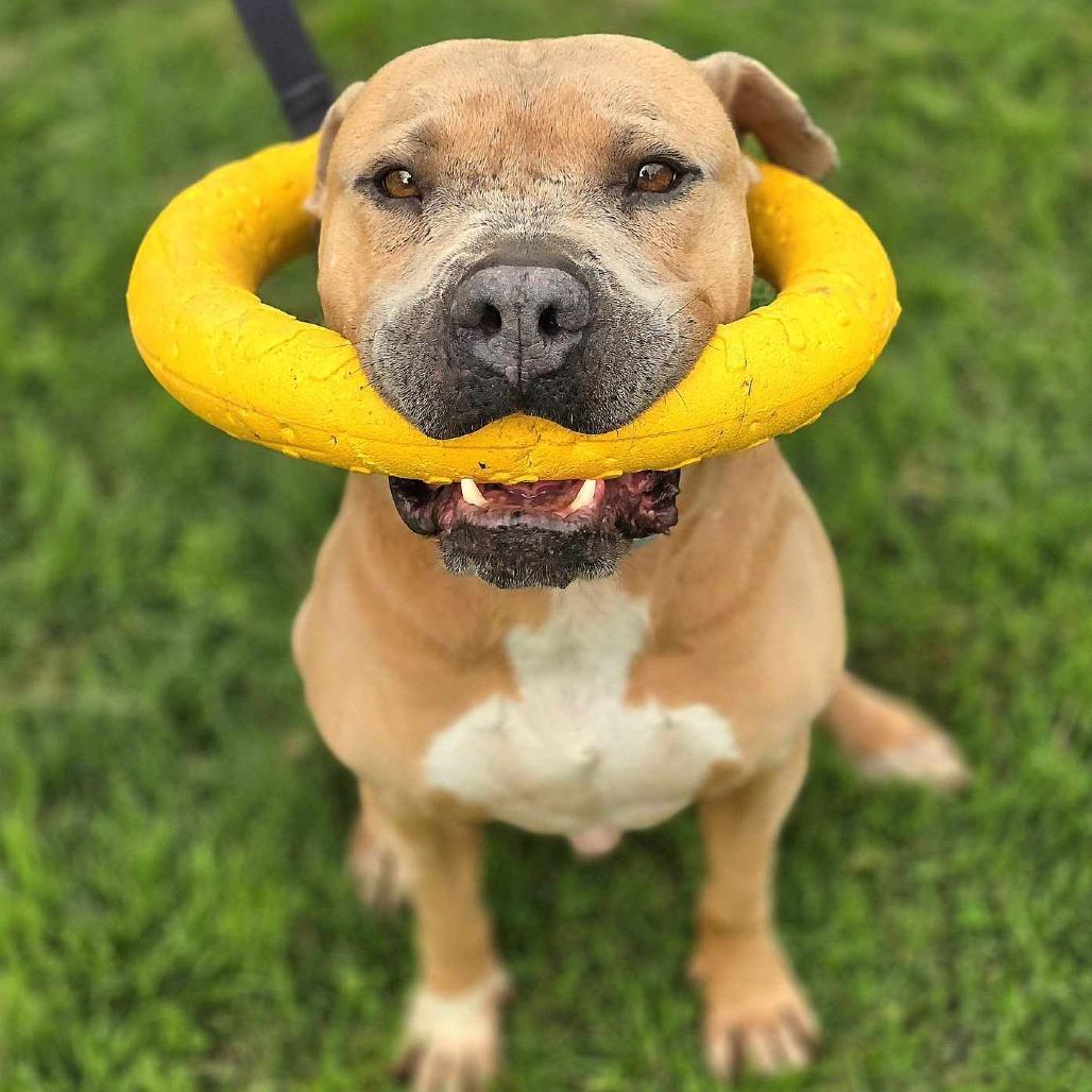 Enlarge Mateo, a Adoptable Pit Bull Terrier in Southington, CT image 4/5