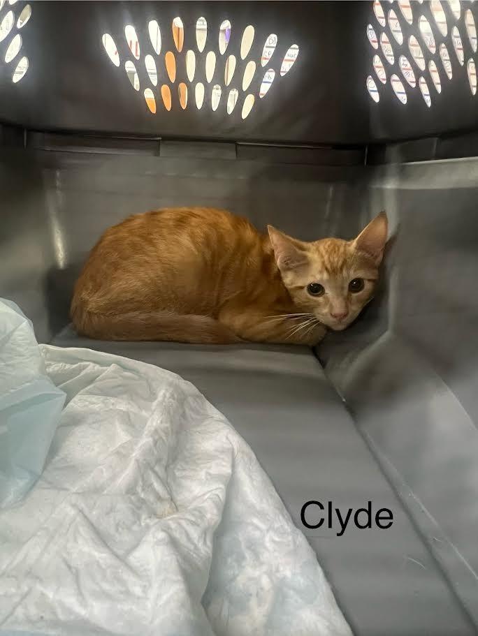 Clyde, a Adoptable mixed breed in Glenfield, NY image 1/4