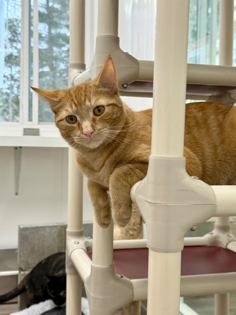 Enlarge Clyde, a Adoptable mixed breed in Glenfield, NY image 3/6