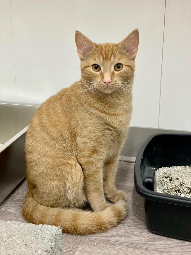 Enlarge Clyde, a Adoptable mixed breed in Glenfield, NY image 5/6