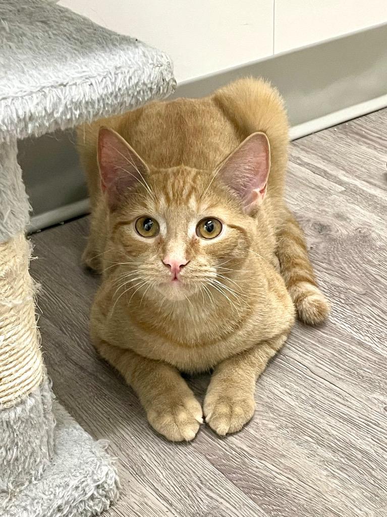 Enlarge Clyde, a Adoptable mixed breed in Glenfield, NY image 1/4