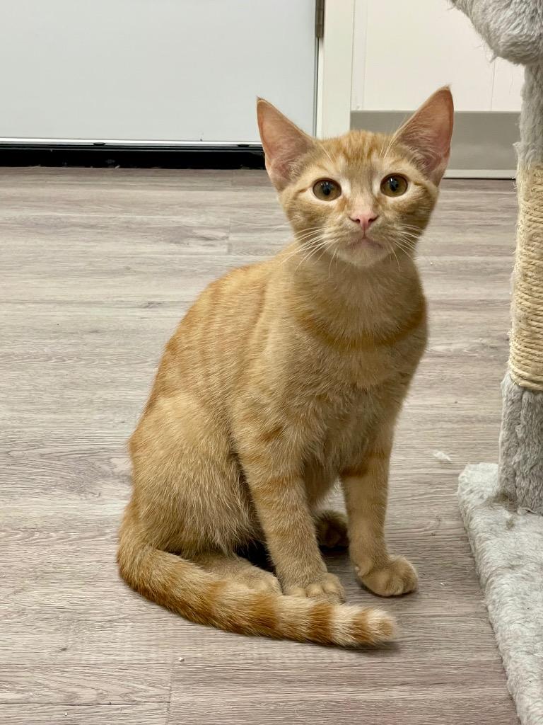 Clyde, a Adoptable mixed breed in Glenfield, NY image 4/4