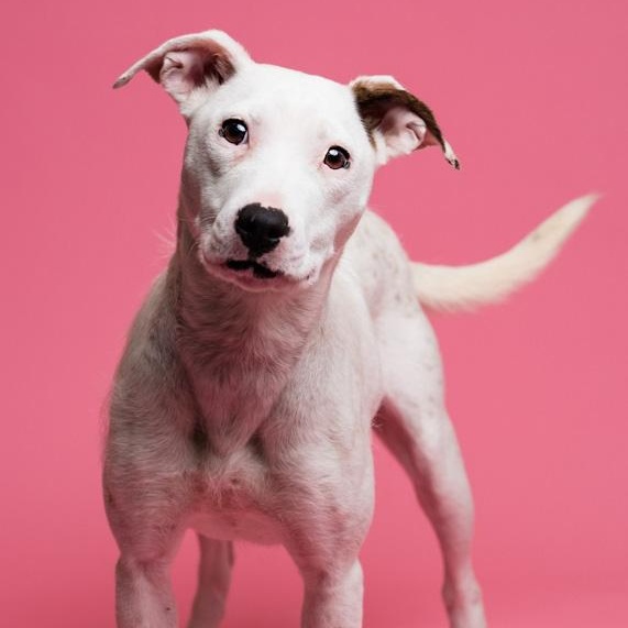 Quinky Dink, an adopted mixed breed in Toledo, OH image 2/5