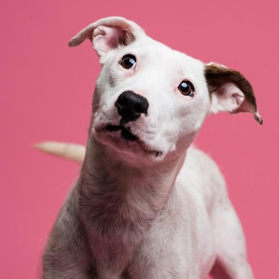 Quinky Dink, Adoptable, Young Female Pit Bull Terrier.