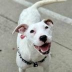 Quinky Dink, a Adoptable mixed breed in Toledo, OH image 1/2