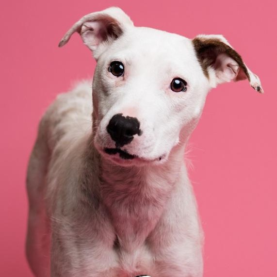 Quinky Dink, an adopted mixed breed in Toledo, OH image 5/5