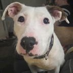 Quinky Dink, a Adoptable mixed breed in Toledo, OH image 2/2