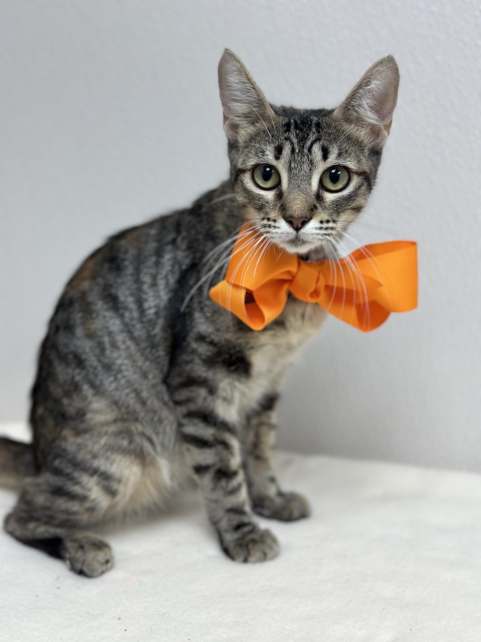 Enlarge Cassidy, a Adoptable Tabby in Mesquite, TX image 1/3